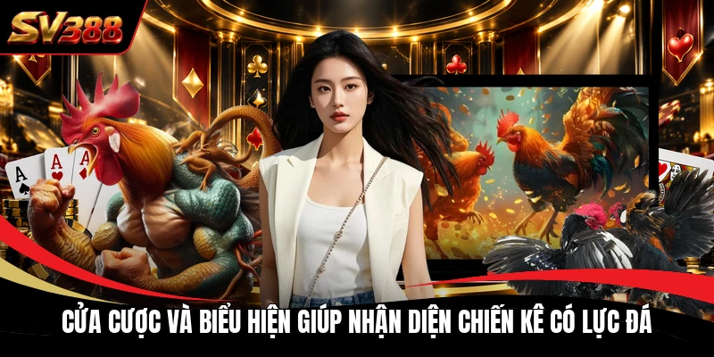 Cửa cược và biểu hiện giúp nhận diện chiến kê có lực đá